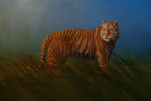 Tiger in the Grass