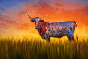 Longhorn Sunrise