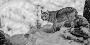 Yote in the Snow Black and White