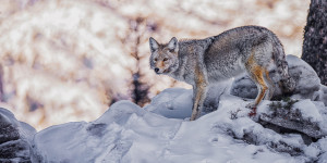 Yote in the Snow