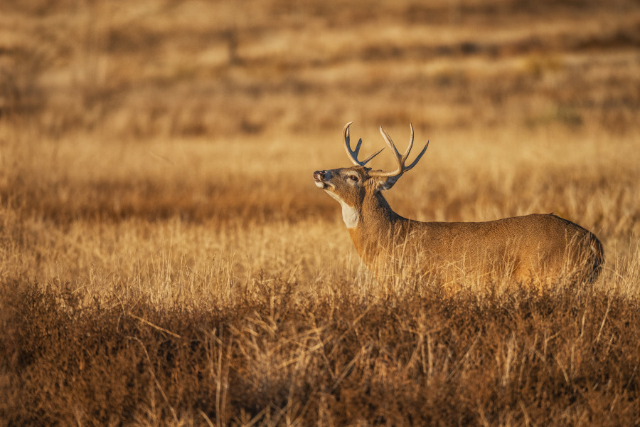 Colorado Buck