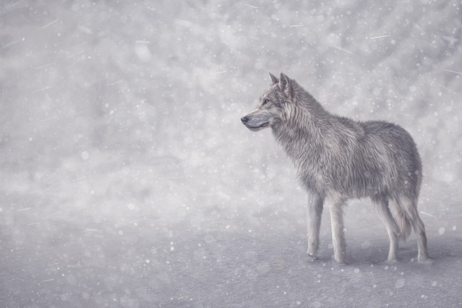 Snow Wolf